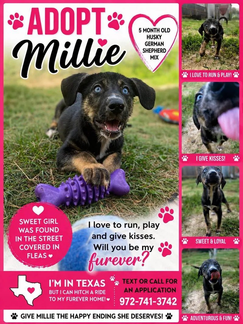 A baby small-sized female Tricolor (Brown, Black, & White) German Shepherd Dog dog named Millie for adoption in San Antonio, TX