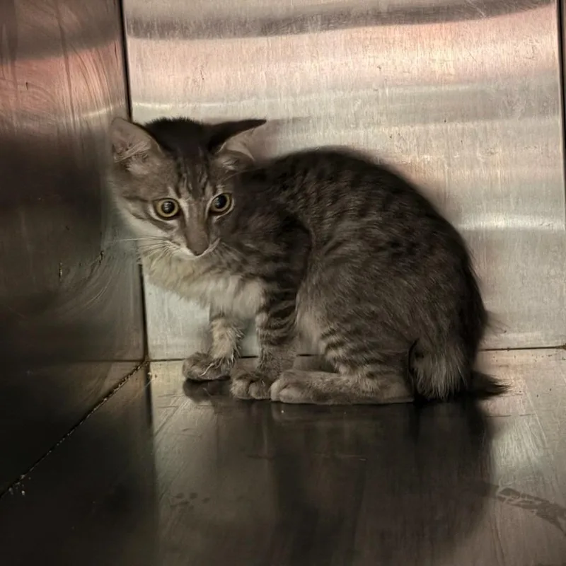 A baby small-sized male Gray / Blue / Silver Siamese cat named Whiskey Sour for adoption in Livingston, TX