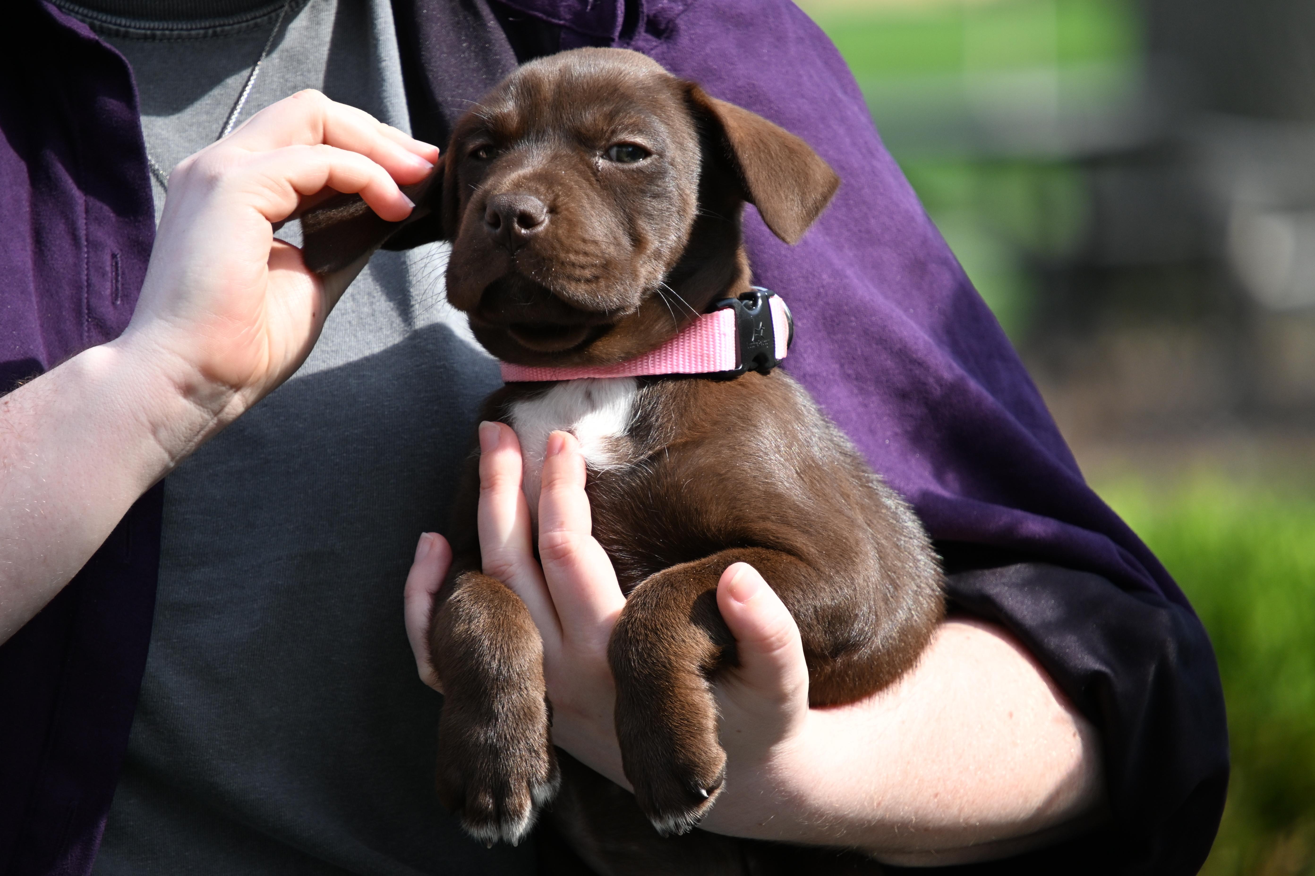 A baby medium-sized female Brown / Chocolate English Pointer dog named Atlas for adoption in South Bend, IN