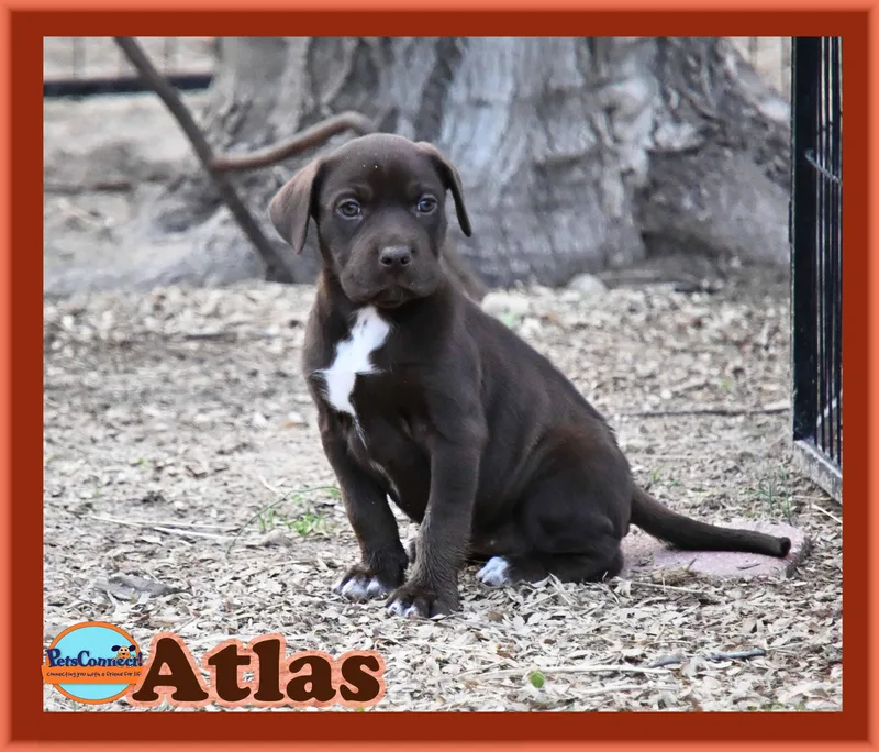 Atlas thumbnail 2