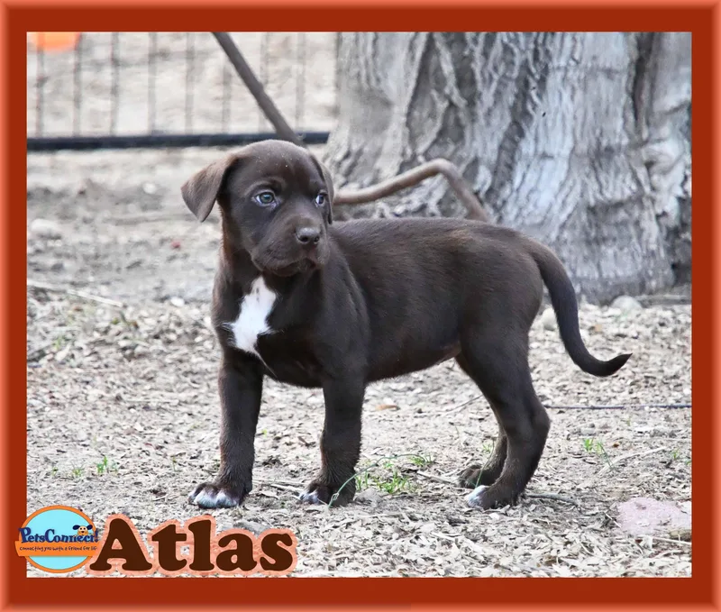 Atlas thumbnail 4