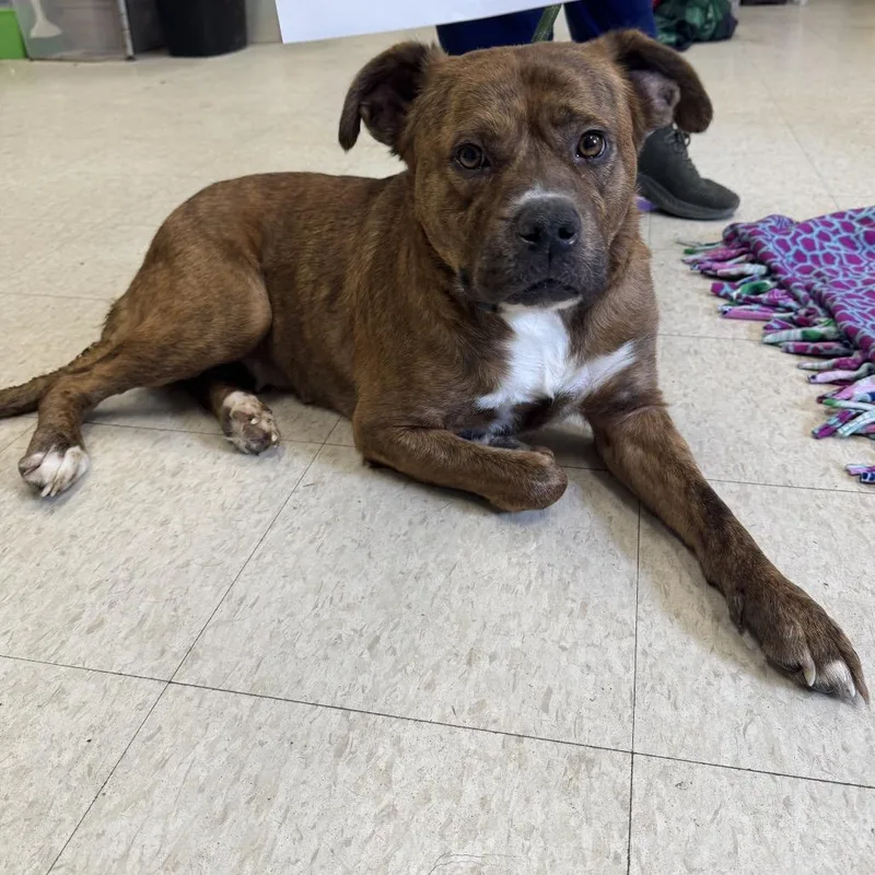An adult medium-sized female Brown / Chocolate Mixed Breed dog named Crystal Aka Kata for adoption in Charleston, WV