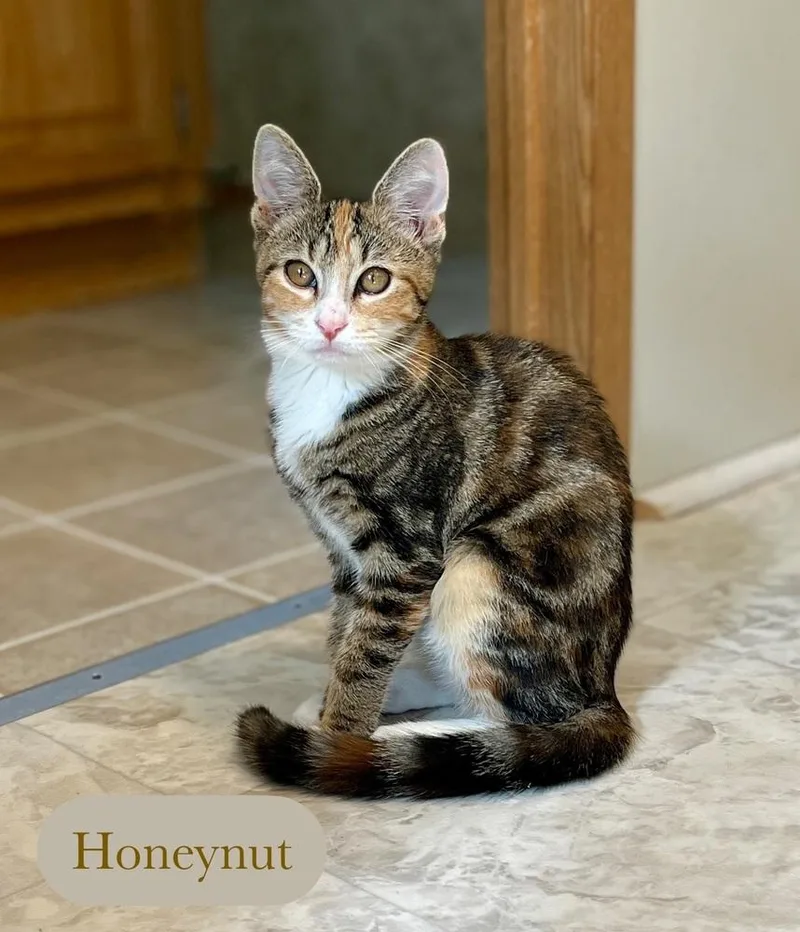 A baby small-sized female Domestic Short Hair cat named Honeynut for adoption in Chalfont, PA