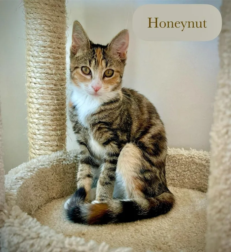 Honeynut thumbnail 2