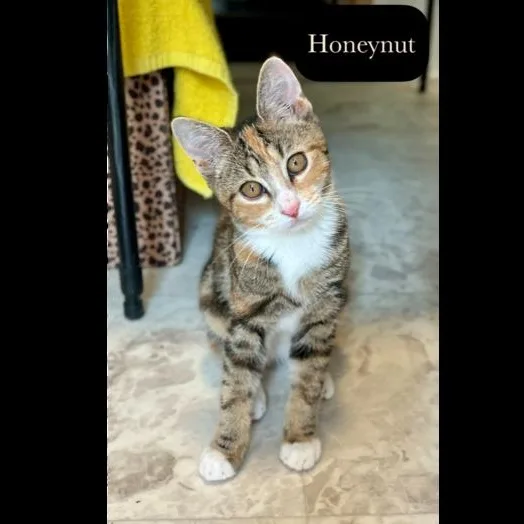 Honeynut thumbnail 3