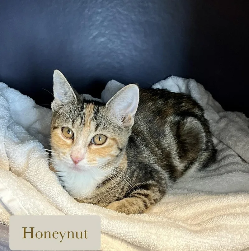 Honeynut thumbnail 4