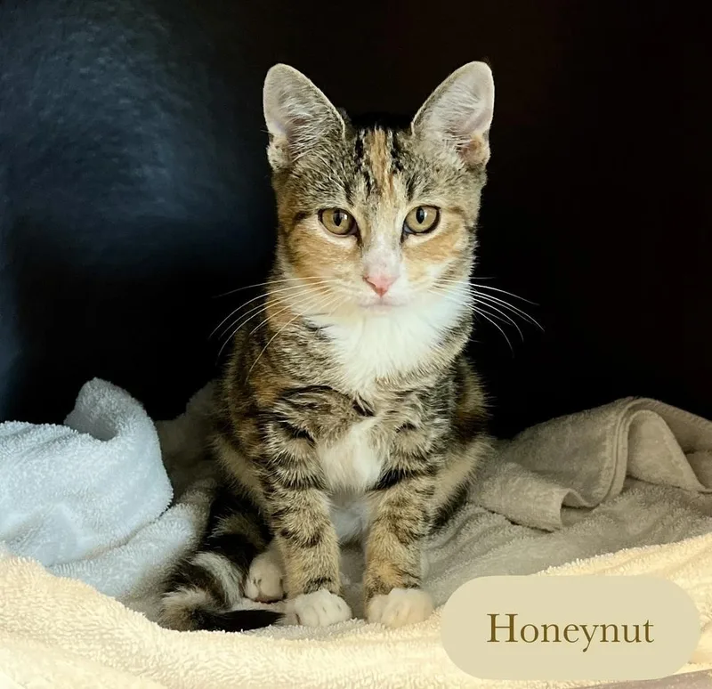 Honeynut thumbnail 6