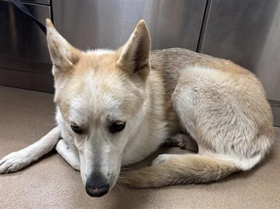 A young large-sized male German Shepherd Dog dog named Ray for adoption in Norco, CA