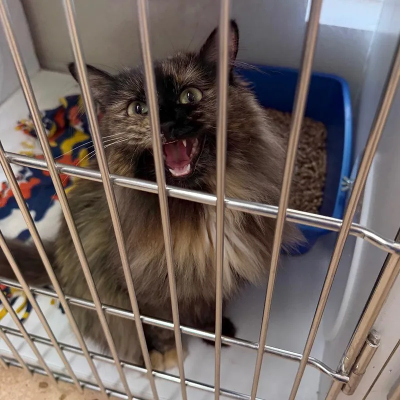 An adult medium-sized female Black Domestic Long Hair cat named Pele for adoption in Kanab, UT