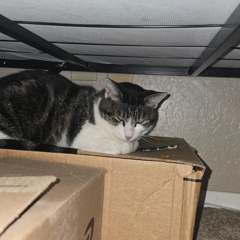 Sophiadora thumbnail 2