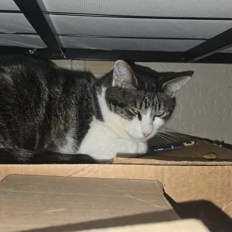 Sophiadora thumbnail 3