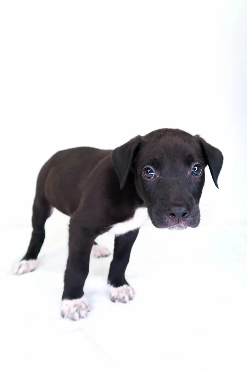 A baby small-sized male Black Terrier dog named Kamikaze for adoption in Bixby, OK