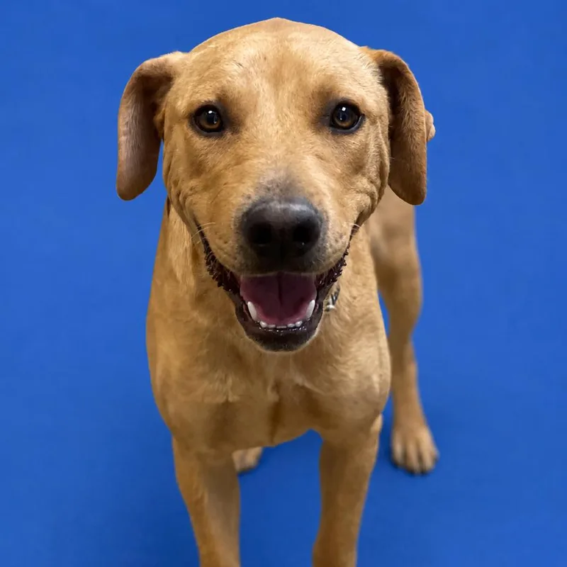 A young medium-sized female Golden Retriever dog named Lanita for adoption in Riverside, CA