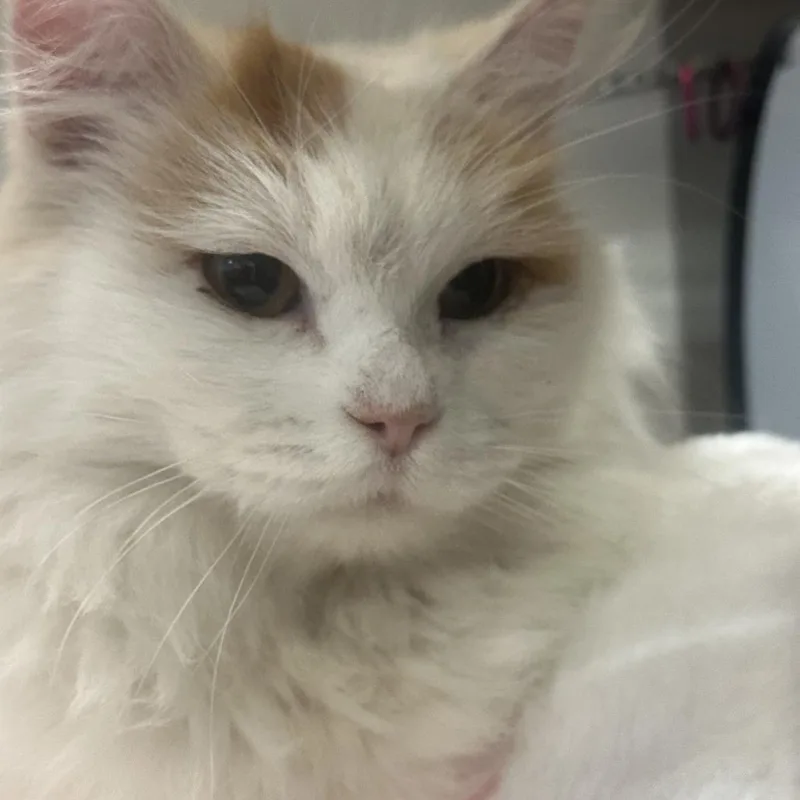 An adult small-sized female Calico Domestic Medium Hair cat named Qt for adoption in Park City, UT