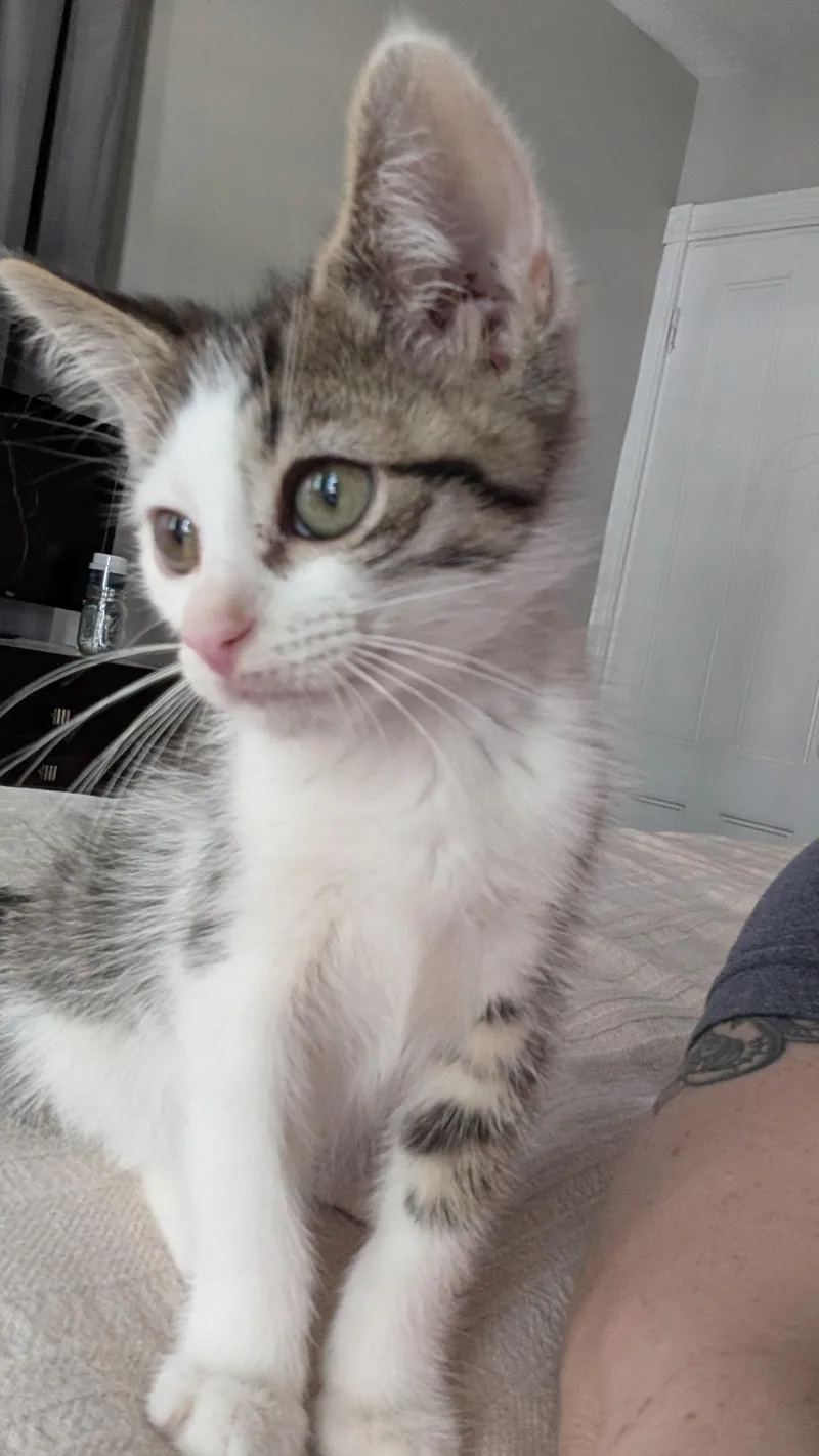 A baby medium-sized male Domestic Short Hair cat named Prana for adoption in Melrose, MA