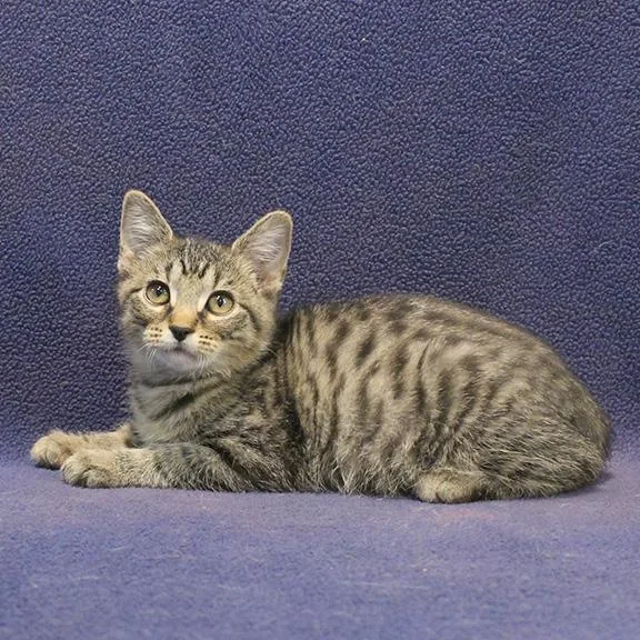 A baby medium-sized male Tabby (Tiger Striped) Domestic Short Hair cat named Brian for adoption in Overland Park, KS