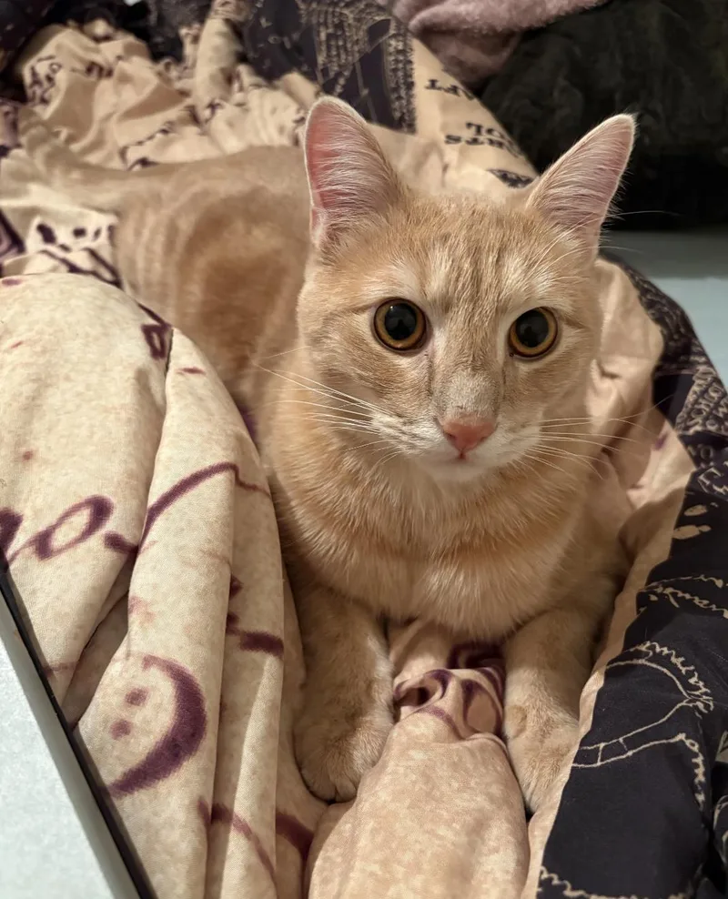 A young large-sized male Orange & White Domestic Short Hair cat named Tommy for adoption in Choctaw, OK