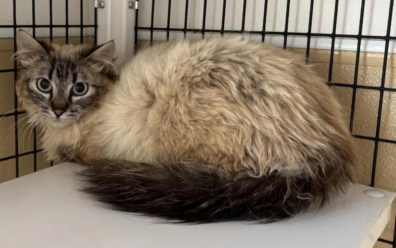 A young medium-sized female Ragdoll cat named Dolly for adoption in Green River, WY