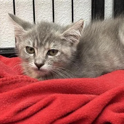 A baby small-sized female Gray / Blue / Silver Domestic Short Hair cat named Plum for adoption in Long Beach, CA
