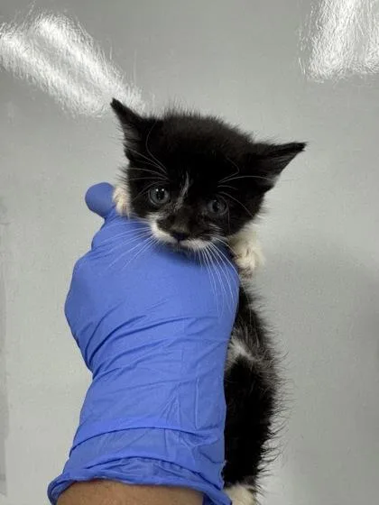 A young small-sized female Domestic Short Hair cat named B Kiwi Petsmart Summerville for adoption in North Charleston, SC