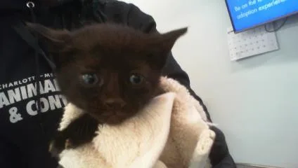 A baby small-sized female Domestic Short Hair cat named Hattie for adoption in Charlotte, NC