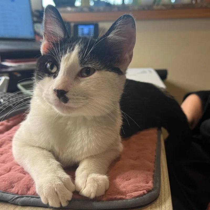 A baby medium-sized male Black Domestic Short Hair cat named Salt for adoption in Coralville, IA