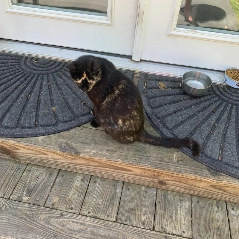 An adult small-sized female American Shorthair cat named Susie for adoption in Lynchburg, VA