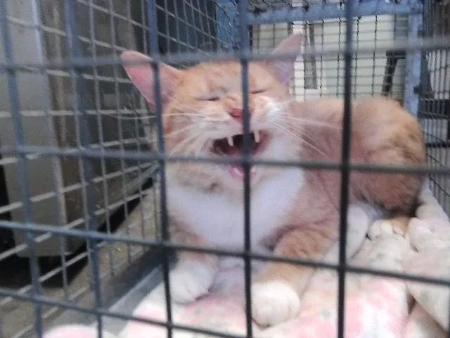 A young medium-sized male Domestic Short Hair cat named Freckles for adoption in Tulsa, OK