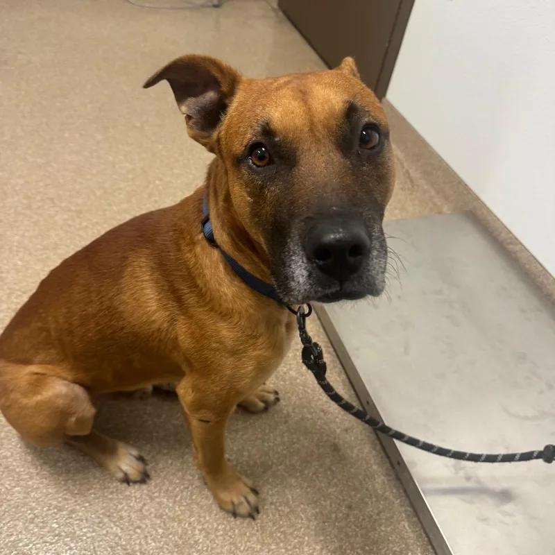 An adult medium-sized male Brown / Chocolate Labrador Retriever dog named Chuck for adoption in League City, TX