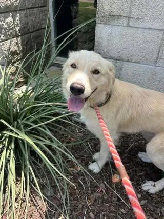 A young medium-sized male Golden Retriever dog named Mallow for adoption in Rowlett, TX
