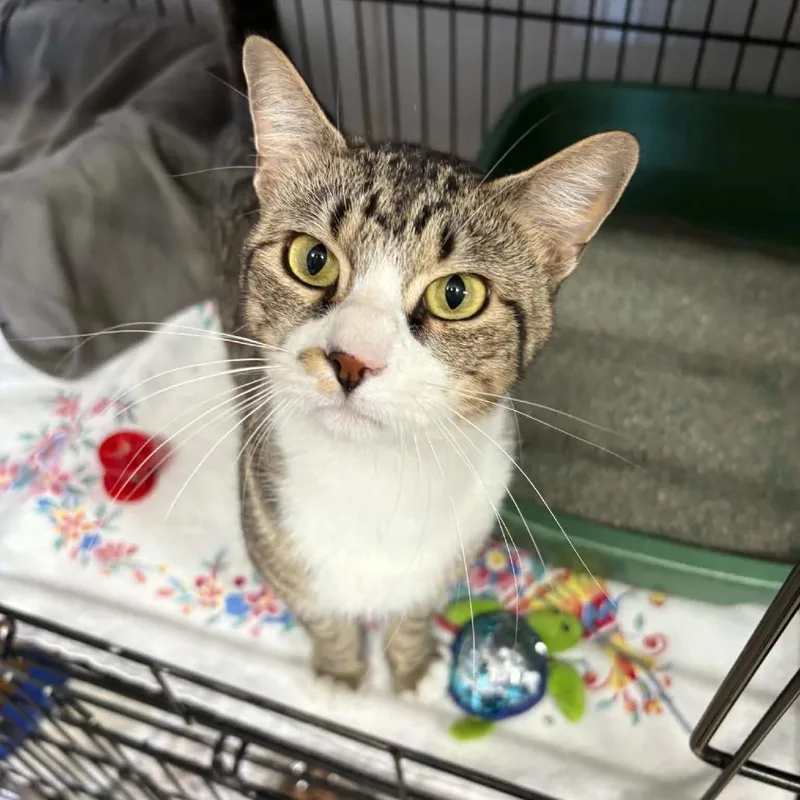 An adult small-sized male Brown / Chocolate Domestic Short Hair cat named Brother Thomas for adoption in Stephenville, TX