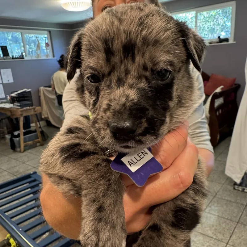 A baby large-sized male Gray / Blue / Silver Mixed Breed dog named Allen for adoption in San Francisco, CA