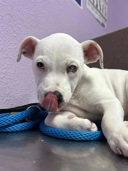 A young small-sized male White / Cream Pit Bull Terrier dog named Snoopy for adoption in El Paso, TX