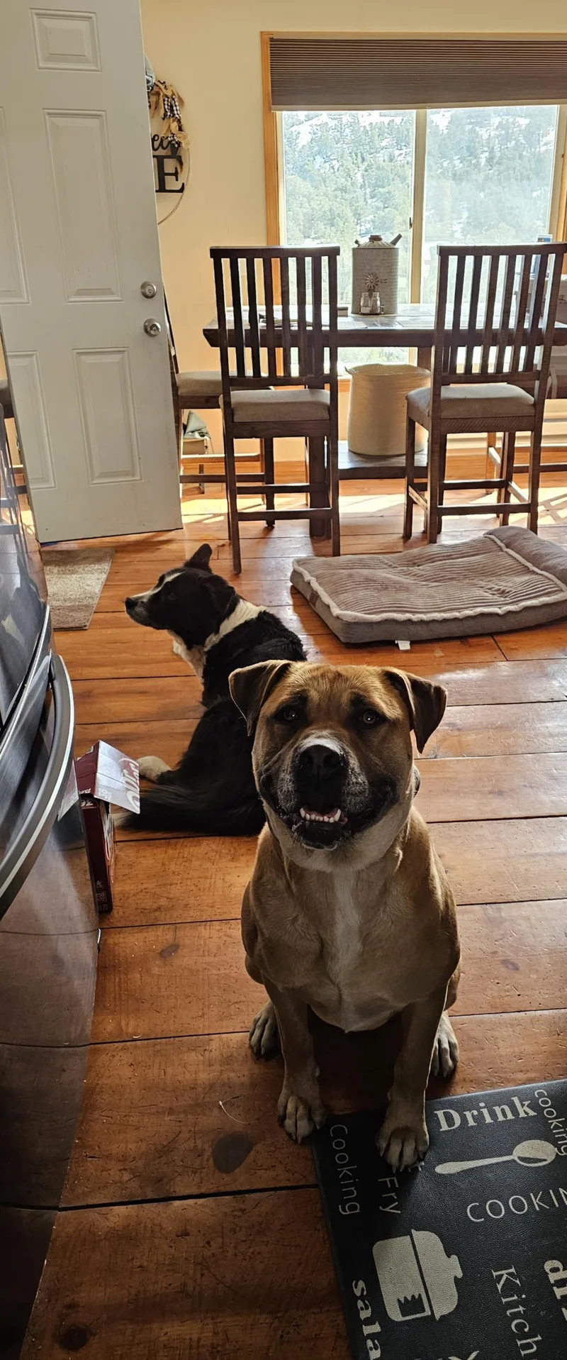 An adult medium-sized female Cane Corso dog named Nala for adoption in Stagecoach, NV