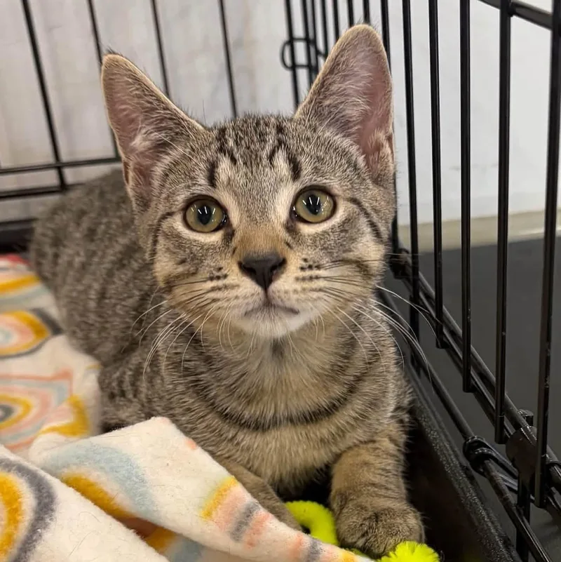 A baby medium-sized male Black Domestic Short Hair cat named Boyd for adoption in Schnecksville, PA