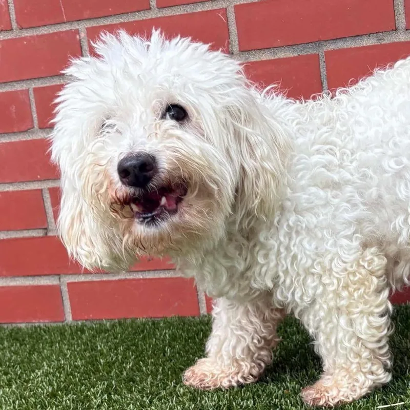 An adult small-sized male White / Cream Bichon Frise dog named Albert for adoption in Northville, MI