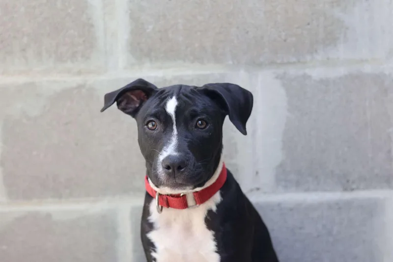 A baby medium-sized female Black Mixed Breed dog named Maya for adoption in BONIFAY, FL