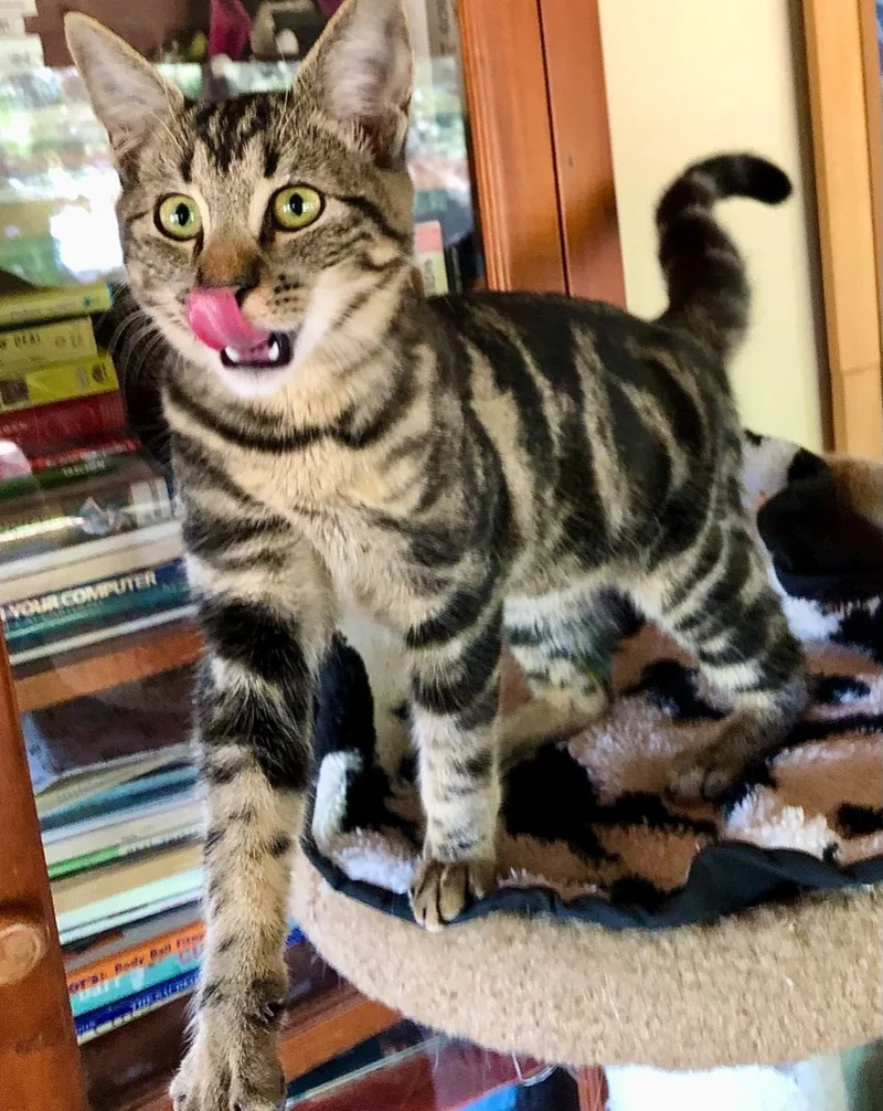 Polo Aka Polina thumbnail 4