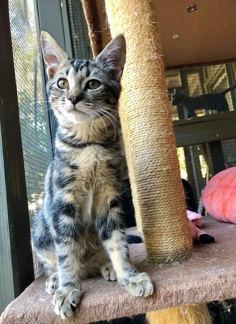 Polo Aka Polina thumbnail 6