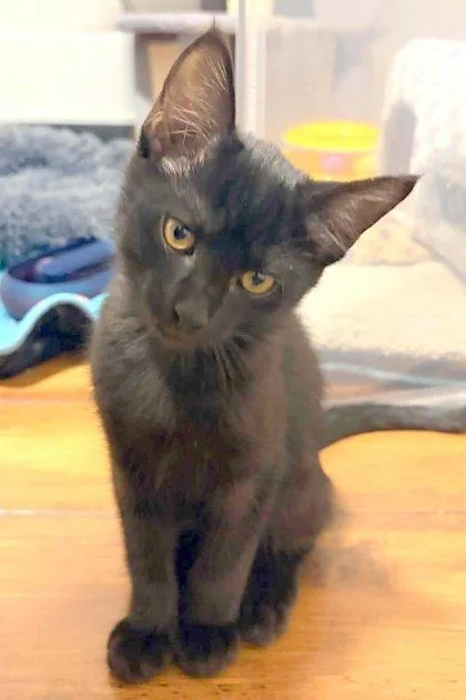A baby medium-sized female Domestic Short Hair cat named Belladonna for adoption in Edmond, OK
