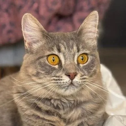 Holly Katter  FIV+ thumbnail 2