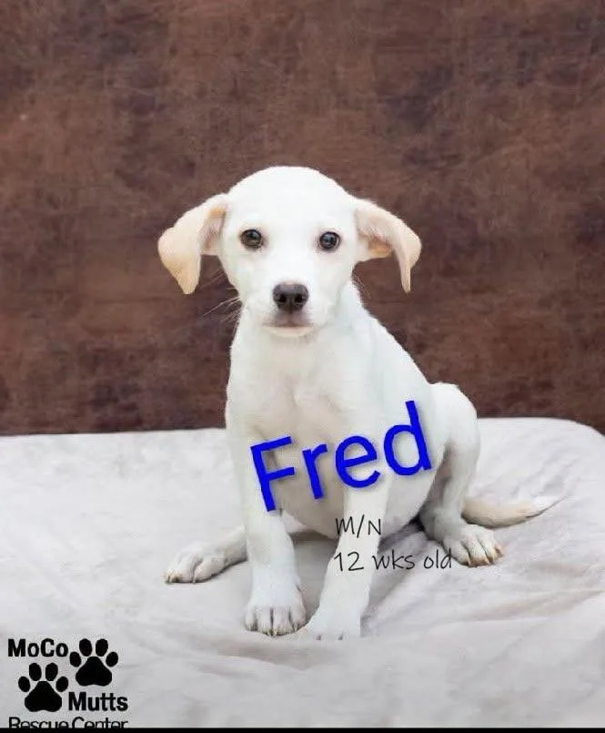 A baby medium-sized male White / Cream Mixed Breed dog named Fred for adoption in Chardon, OH