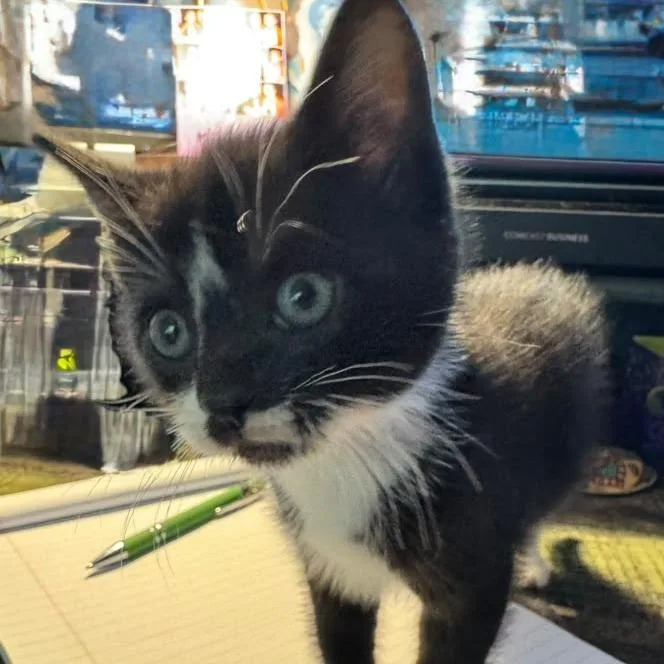 A baby small-sized male Black Domestic Short Hair cat named Digby for adoption in Winchester, VA
