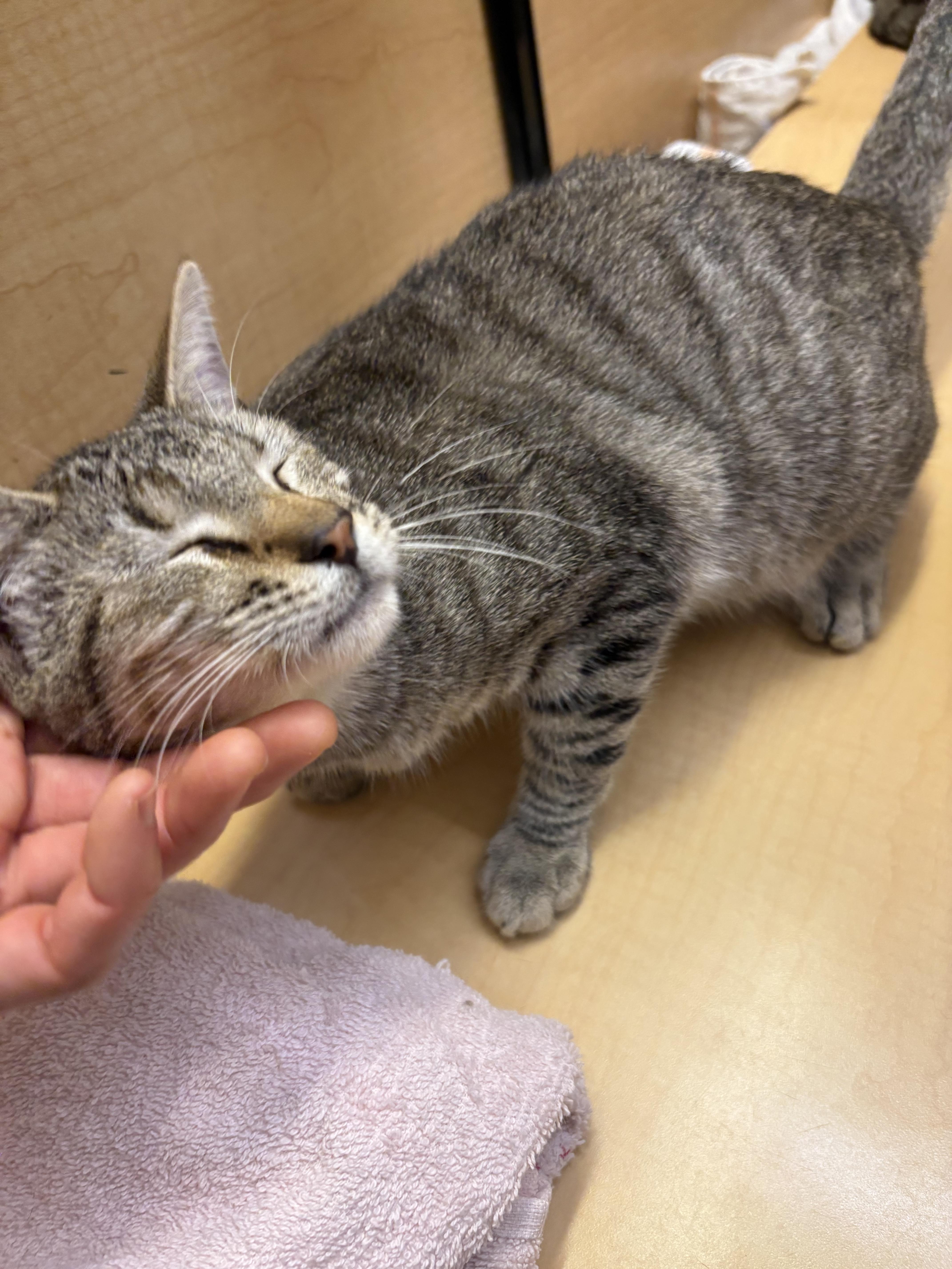 A baby medium-sized male Tabby cat named Lee Ralph for adoption in Albuquerque, NM