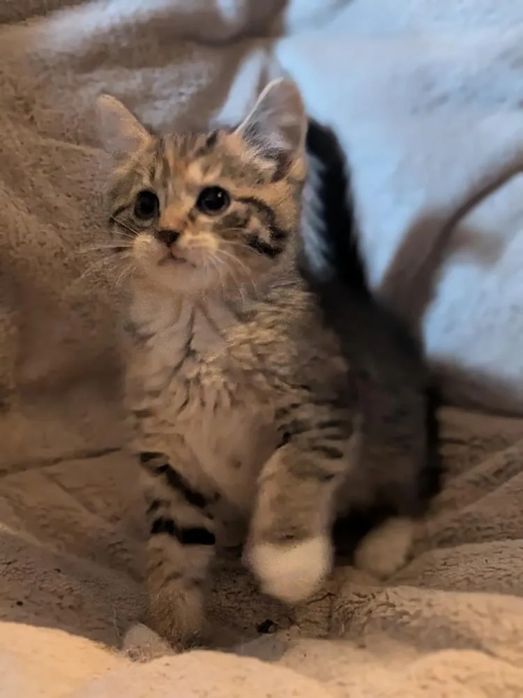 A baby medium-sized female Domestic Short Hair cat named Miss Crabtree for adoption in Clinton Township, MI