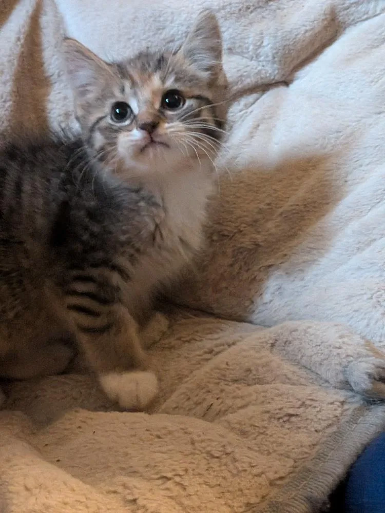 Miss Crabtree thumbnail 2