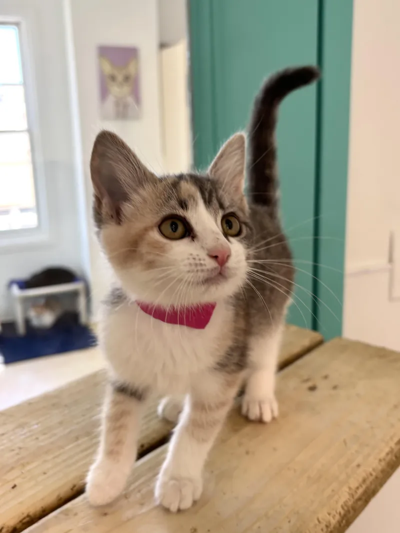 A baby medium-sized female Calico Domestic Short Hair cat named Alexis Bliss for adoption in Chicago, IL
