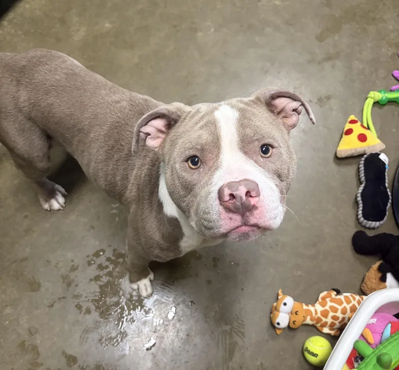 An adult medium-sized female Sable Pit Bull Terrier dog named Joy for adoption in Seneca, PA