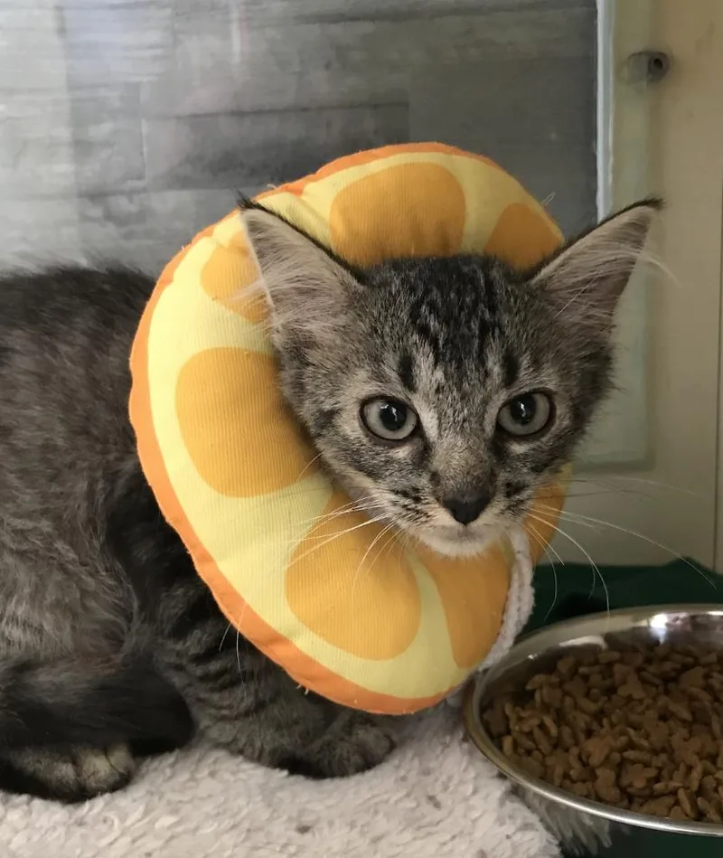 A young medium-sized male Tabby (Brown / Chocolate) Domestic Medium Hair cat named Bugatti for adoption in Buena Vista, CO
