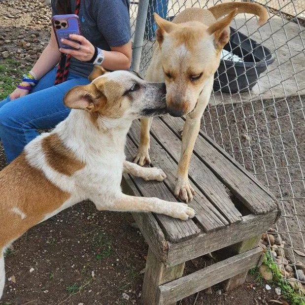 A young medium-sized female Australian Cattle Dog / Blue Heeler dog named Misty Gch for adoption in Rockaway, NJ